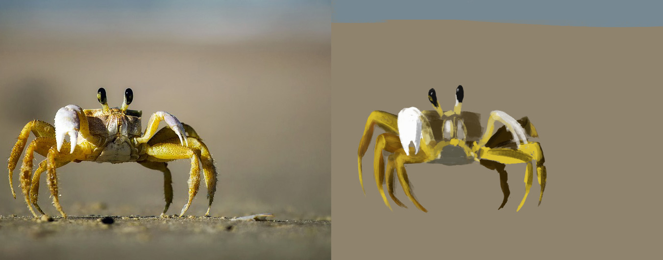 %C3%A9tude-photo-crabe-1.jpg