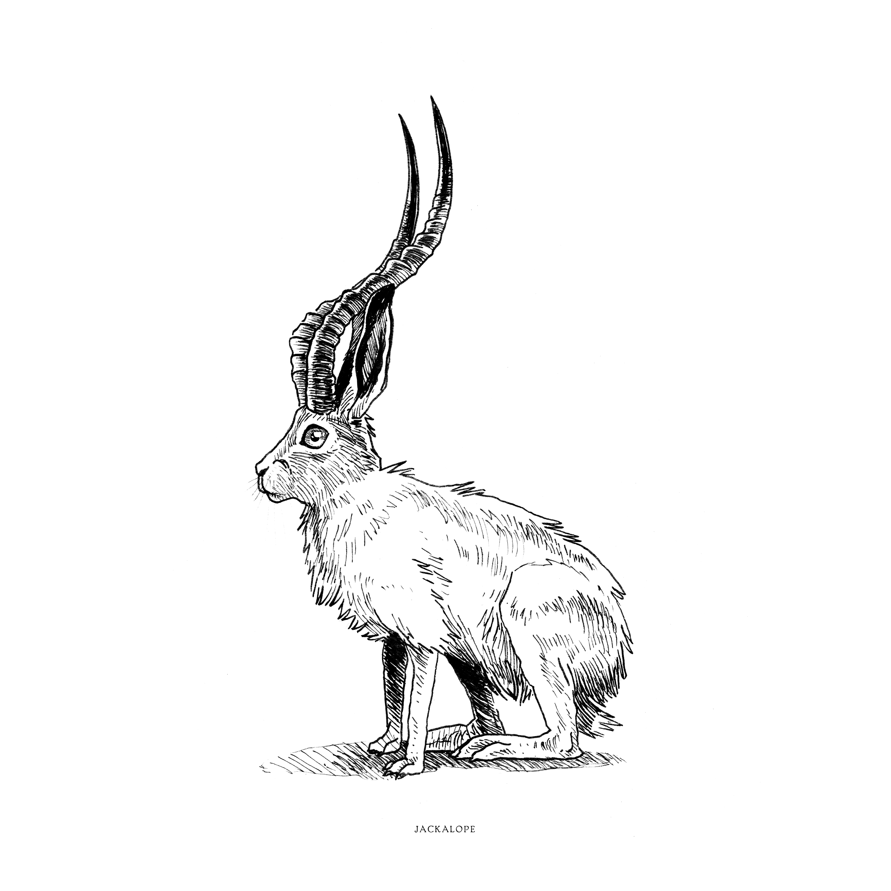 01-Jackalope-1.png