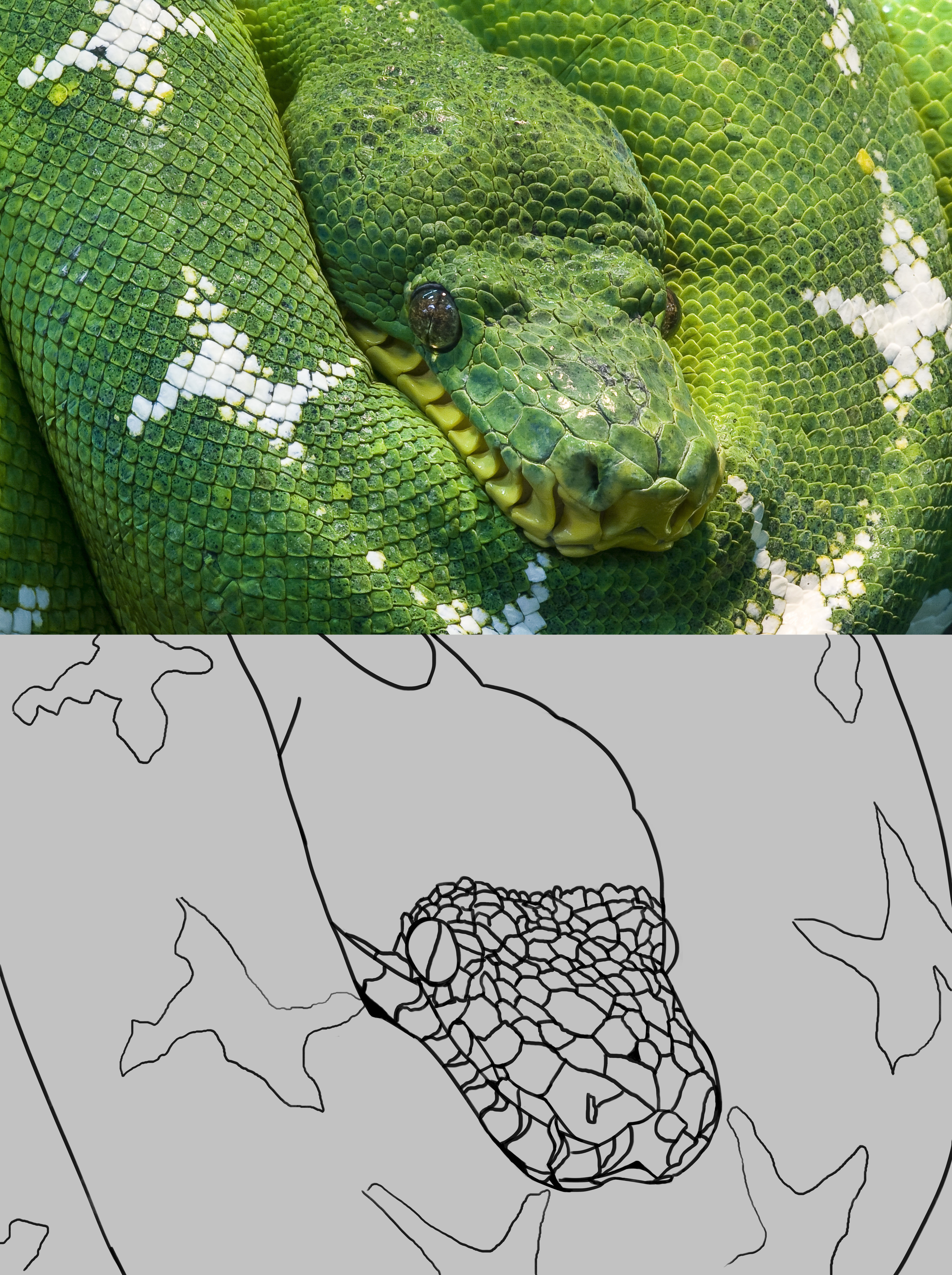 02-snake-python-animal-scale-RR.jpg
