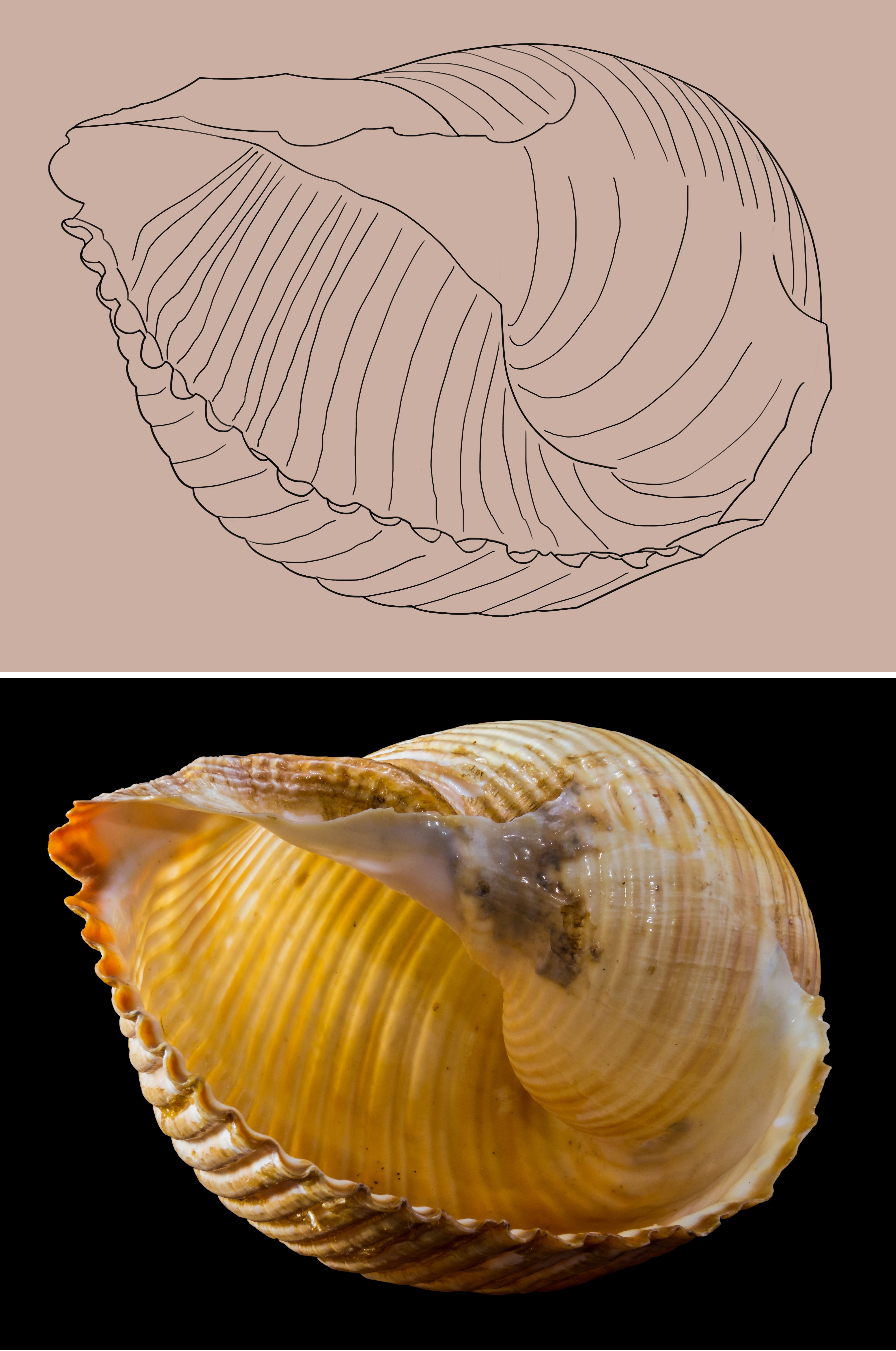03-shell-snail-shell-snail-rr-Récupéré.jpg