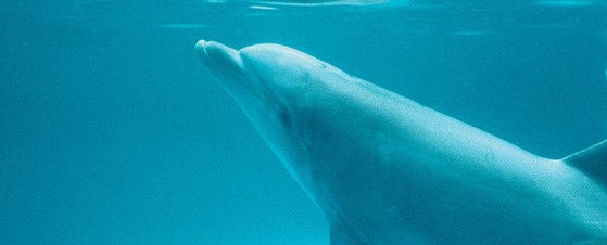 06-pic-sw-dolphin-bcoy-1.jpg