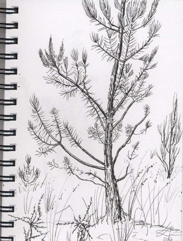 08-07-2017-jeune-pin-gen%C3%AAts-ajoncs-