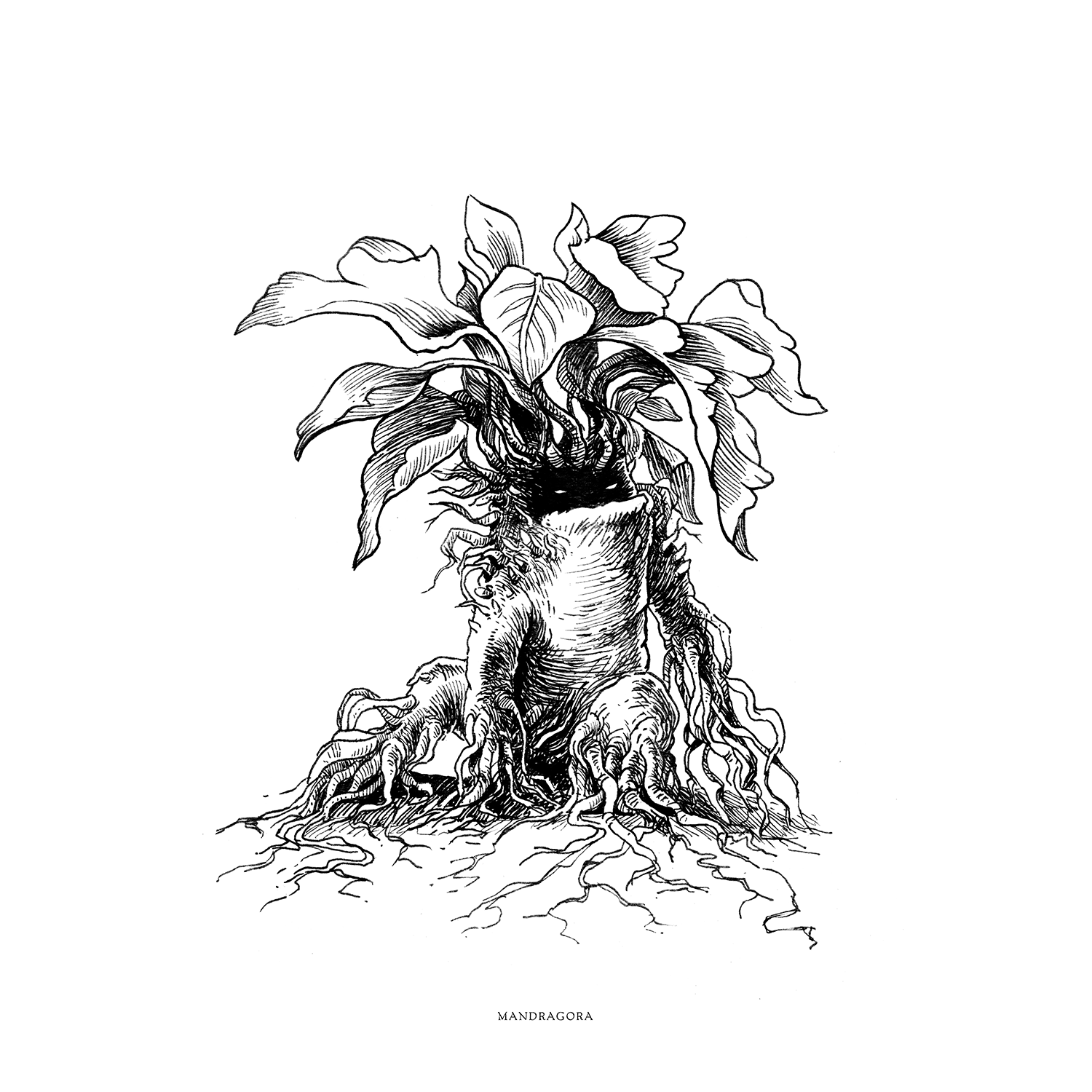 09-Mandragora.png