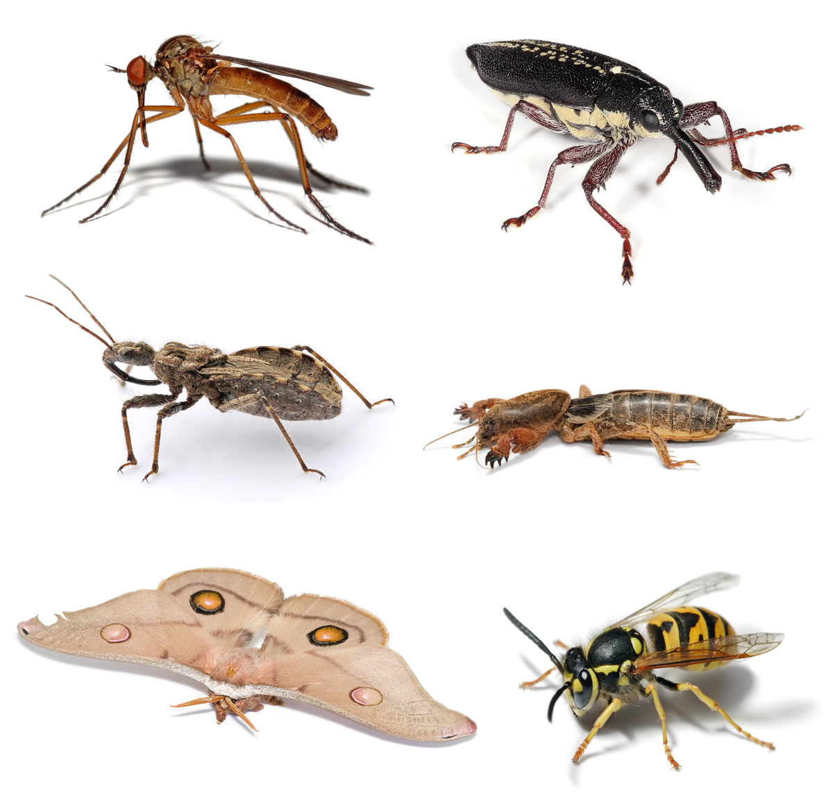 1200px-Insect_collage.png