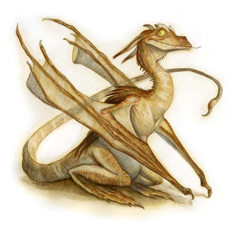 1999_pseudo-dragon.jpg
