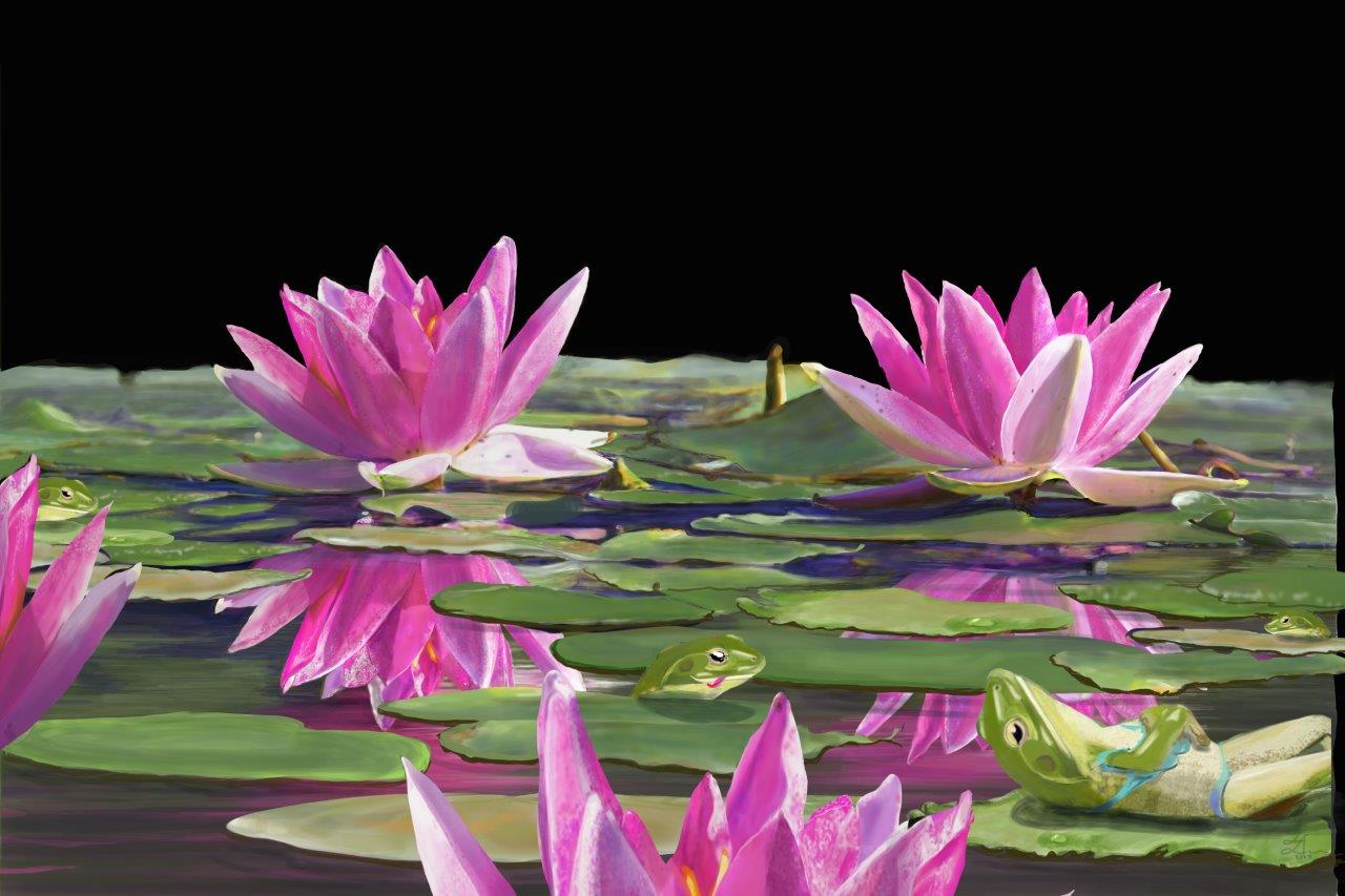 25-06-2017-n%C3%A9nuphars-grenouille-de-