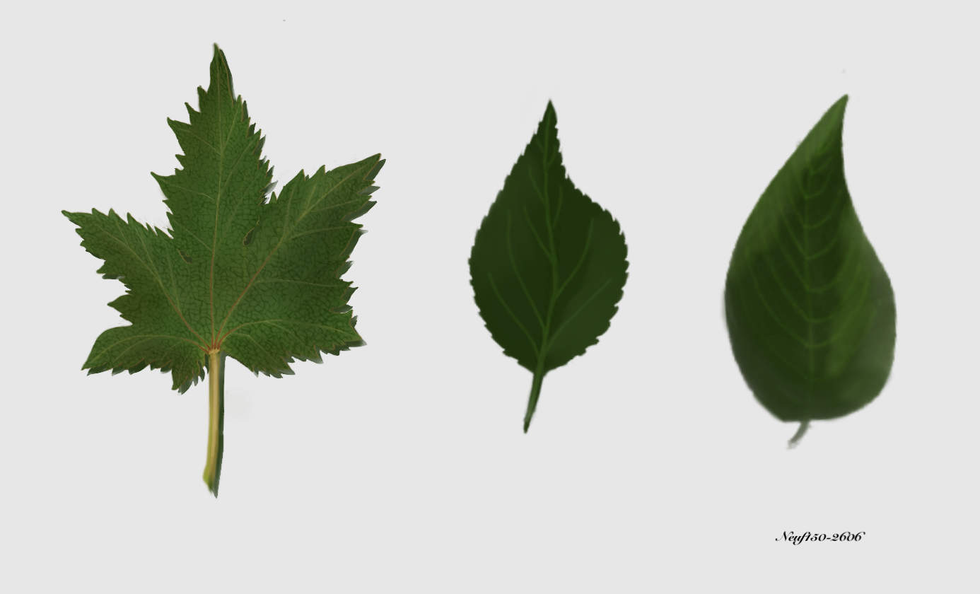 2606Feuille.png