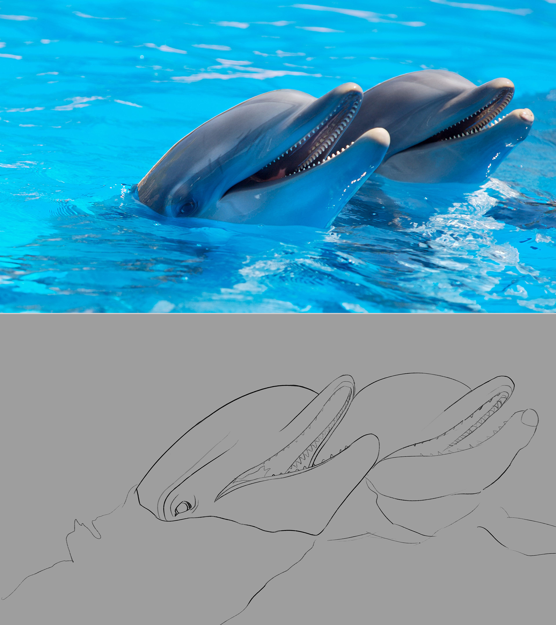 27-02-2018-Croquis-Dauphins.jpg