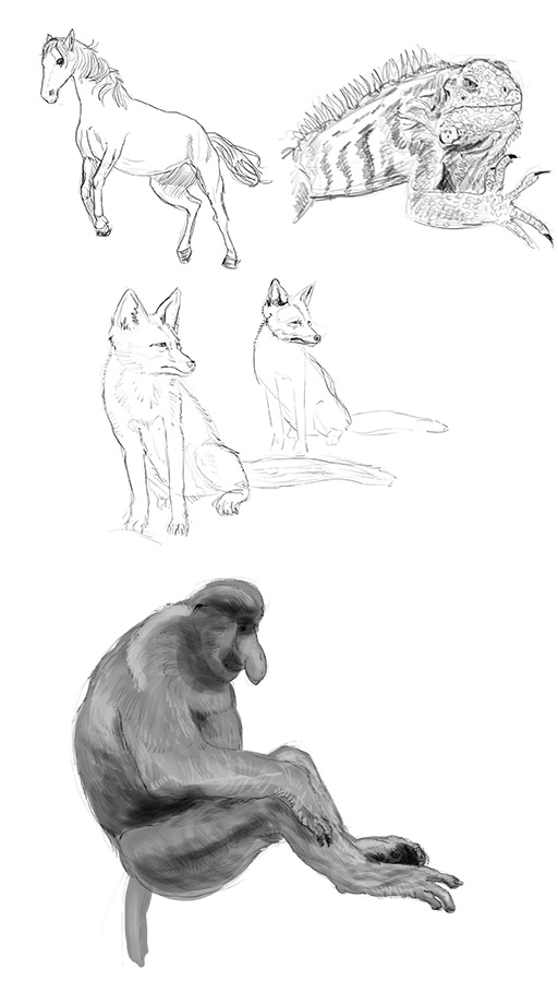 3-croquis-animaux.jpg