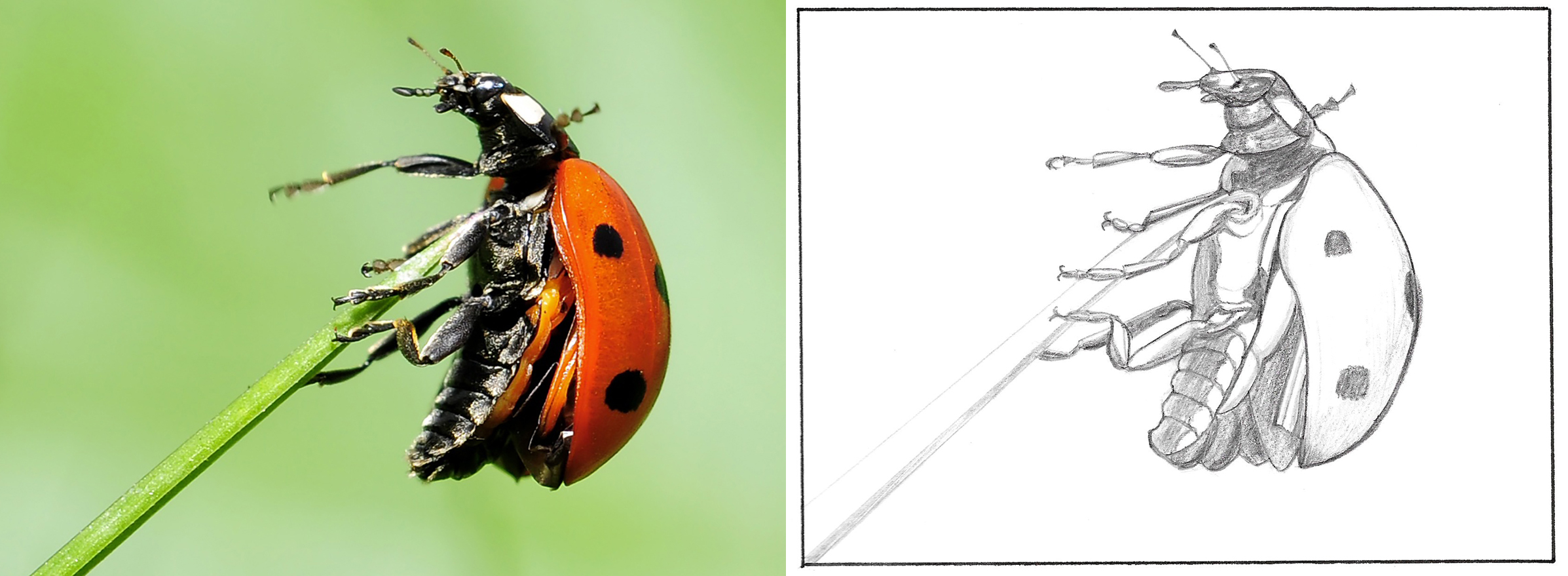 3-ladybug.jpg