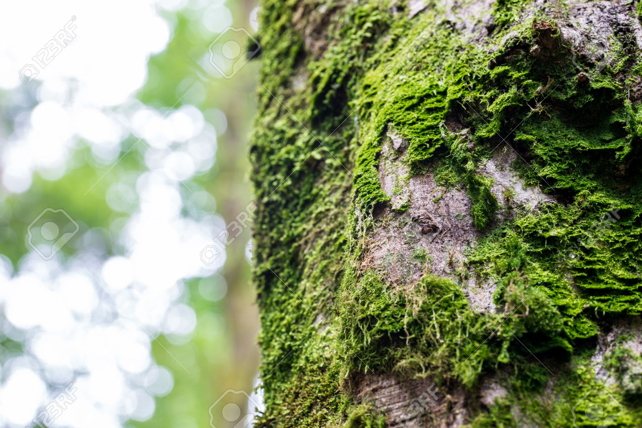 30199772-Mousse-verte-fra-che-de-plus-en