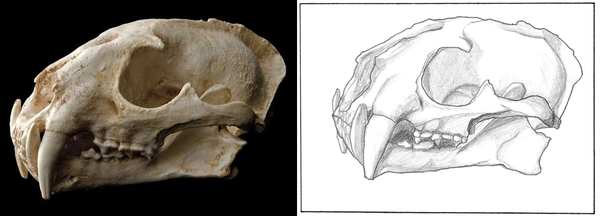 4-skull.jpg
