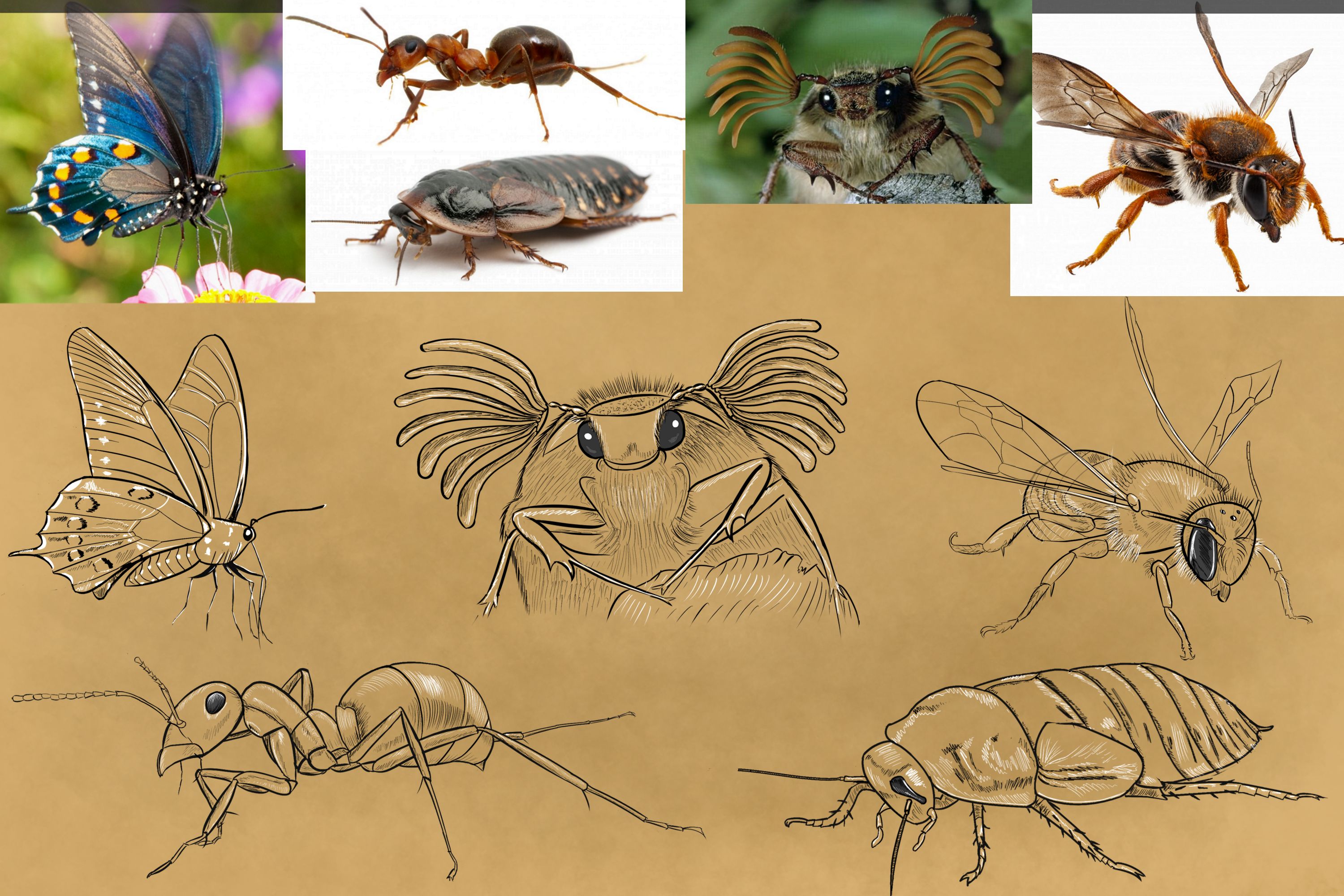 5-croquis-insectes.jpg