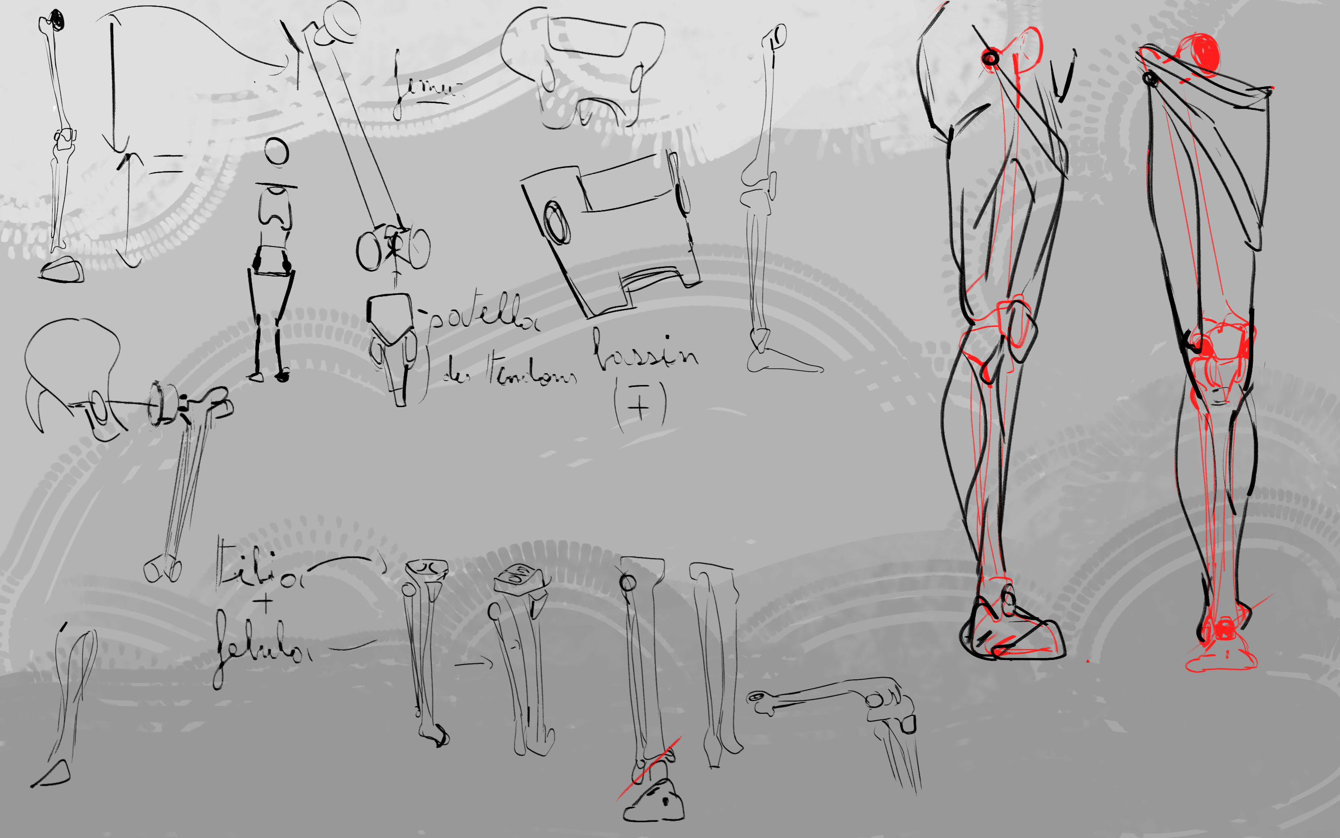 Anatomie-des-jambes.png