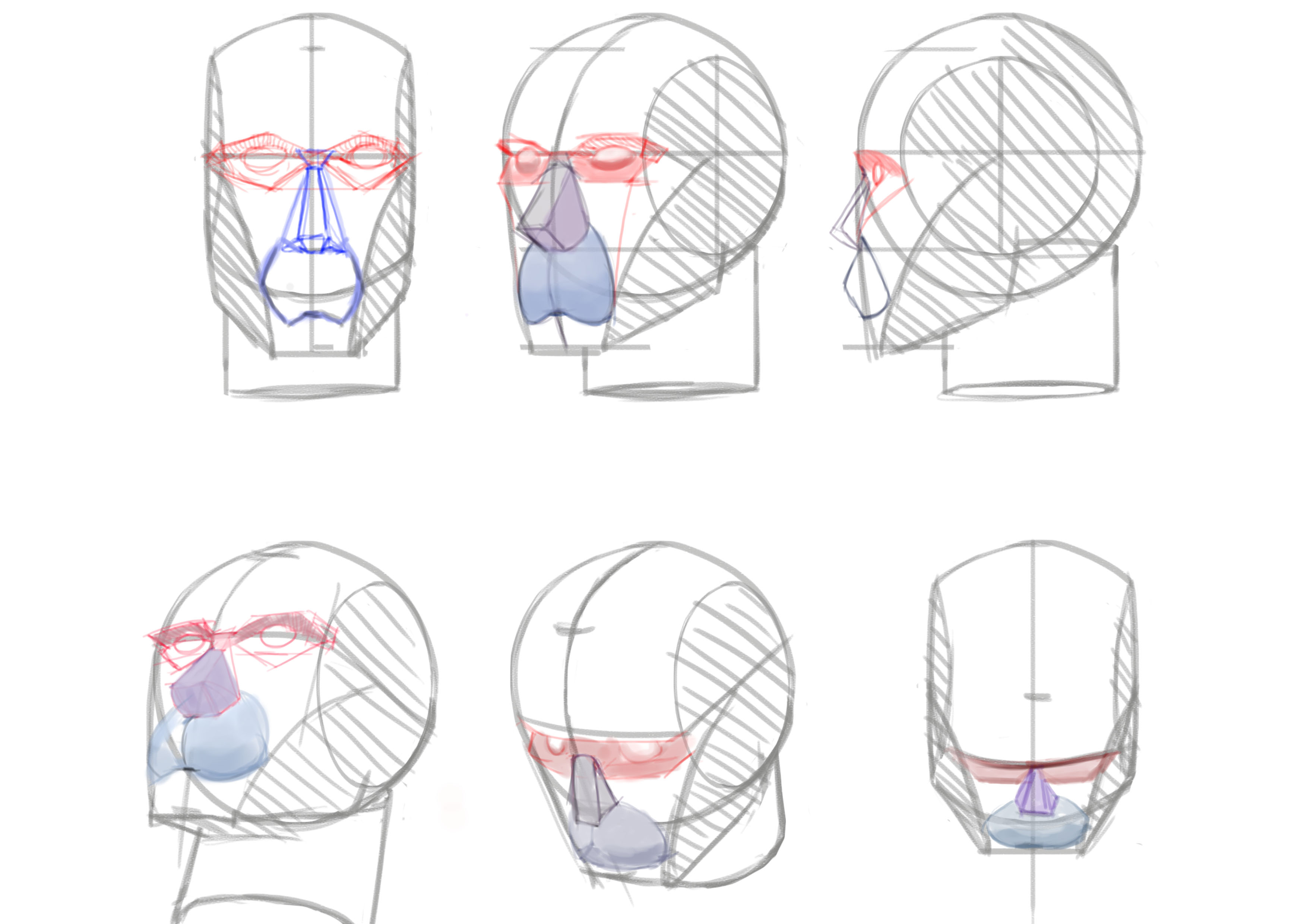 Anatomie2_Visages_Theorie_02.jpg