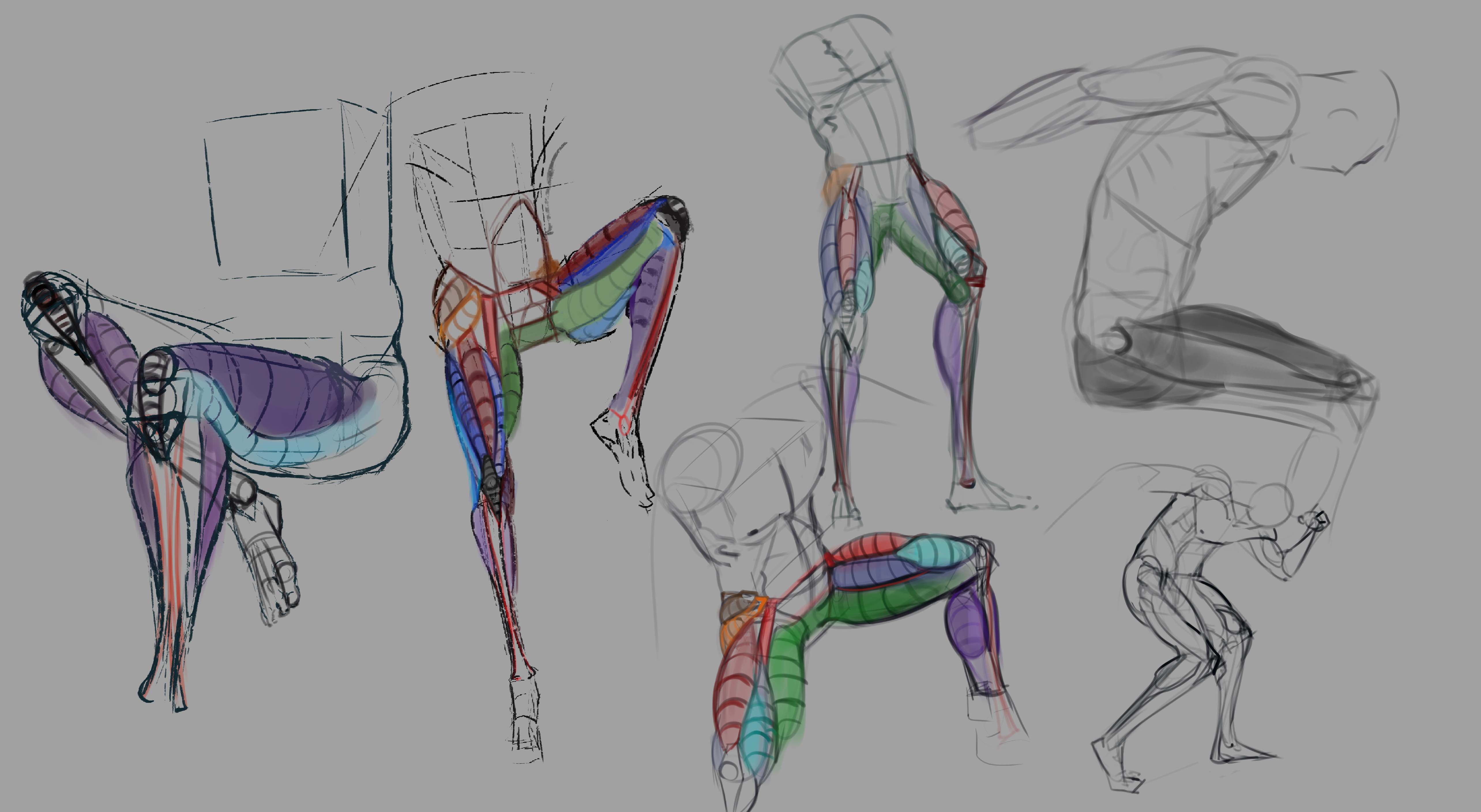 Anatomy_Legs_01.jpg