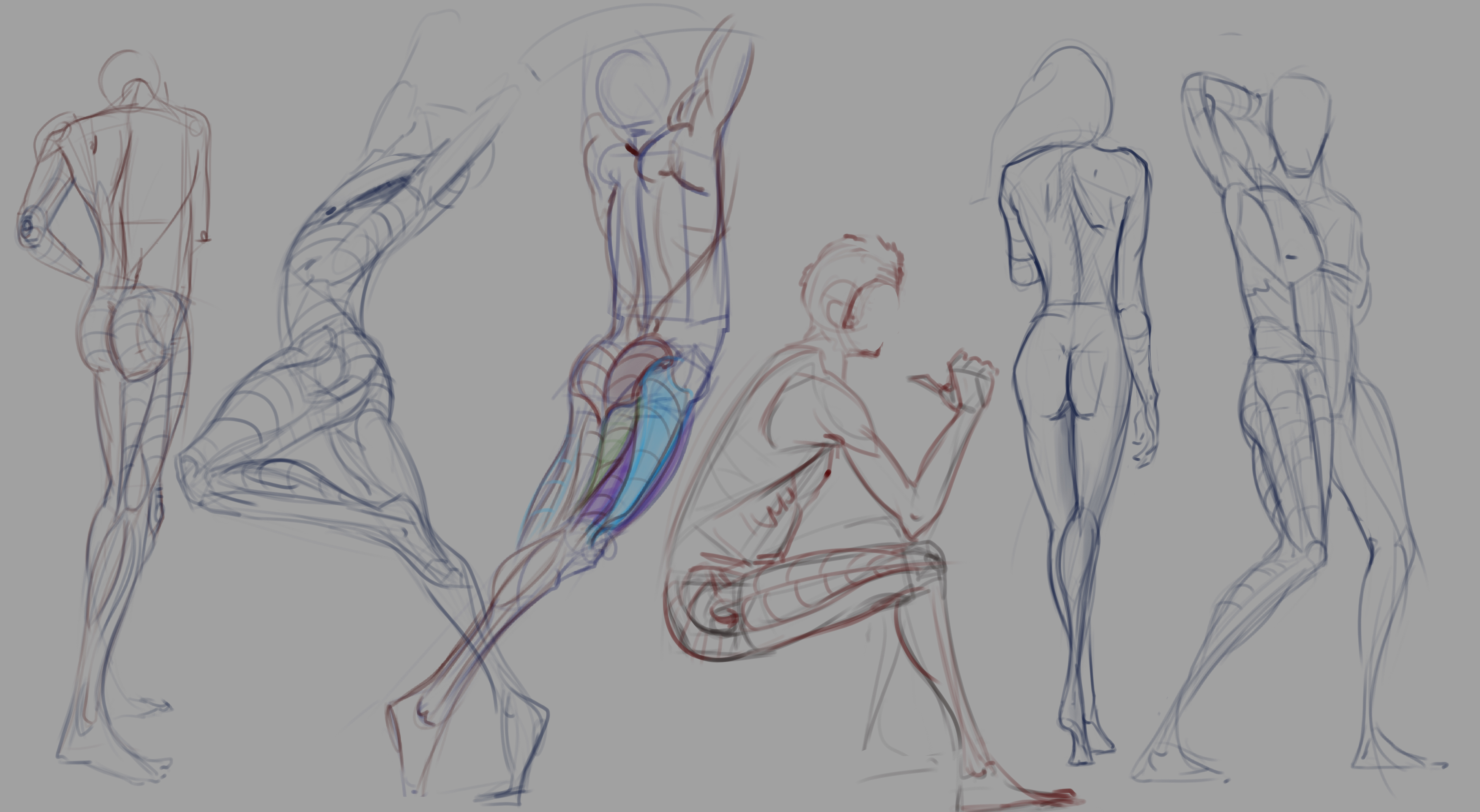 Anatomy_Legs_02.jpg