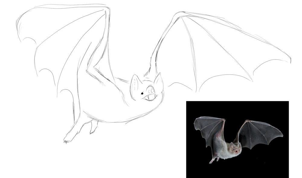 Bat-sketch2.jpg