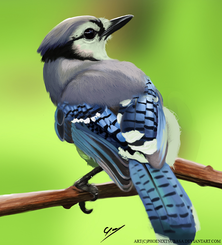 Blue_Bird_777.jpg