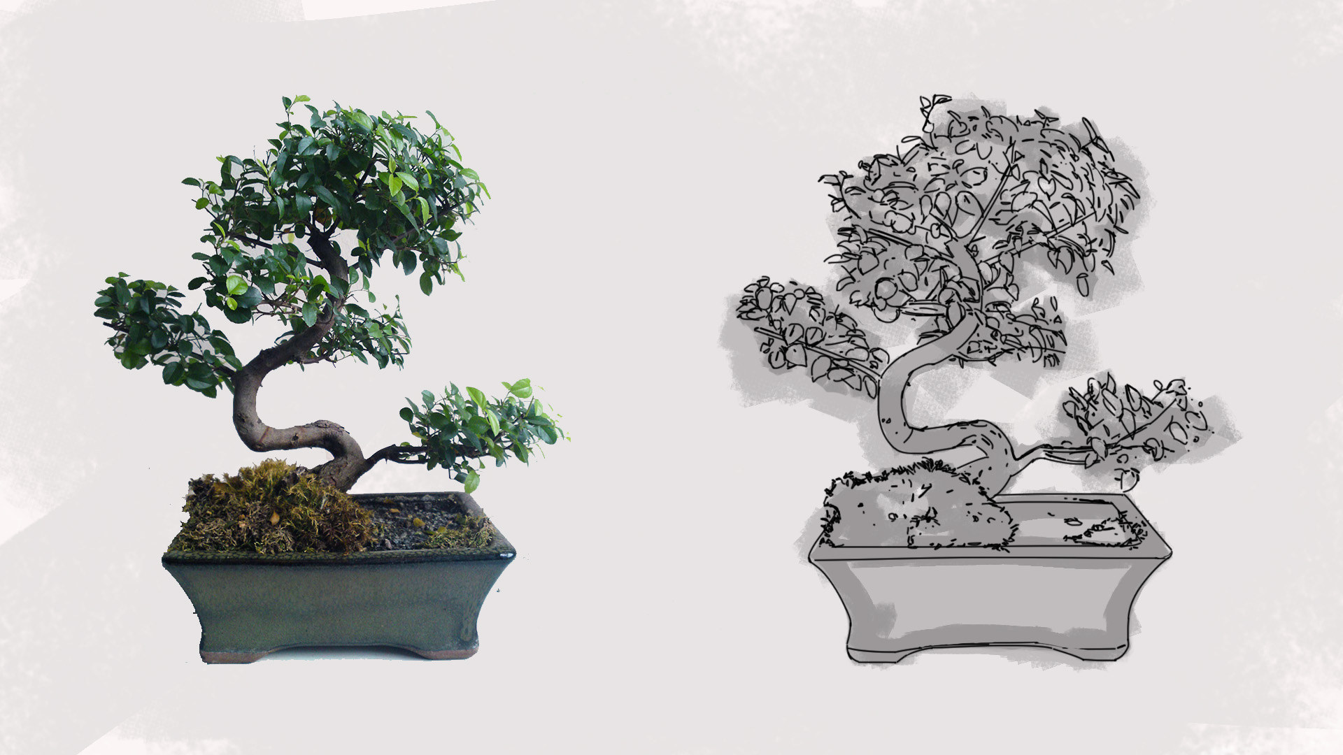 Bonsai.jpg
