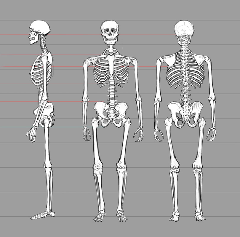 CORPS-HUMAIN-01-Squelette.jpg