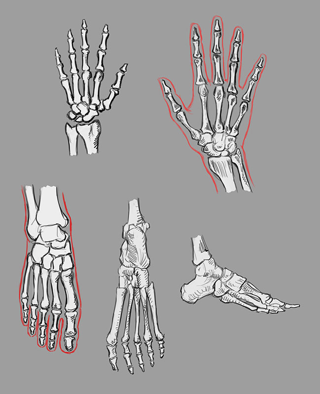 CORPS-HUMAIN-03-Squelette-details.jpg