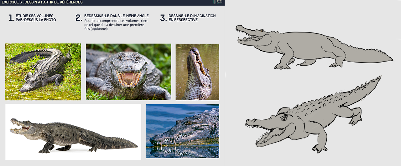 Crocodile-1.png