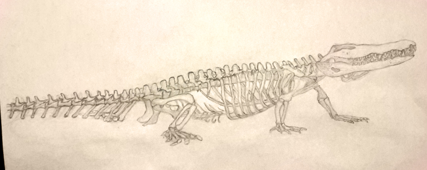 Crocodile-squelette.jpg