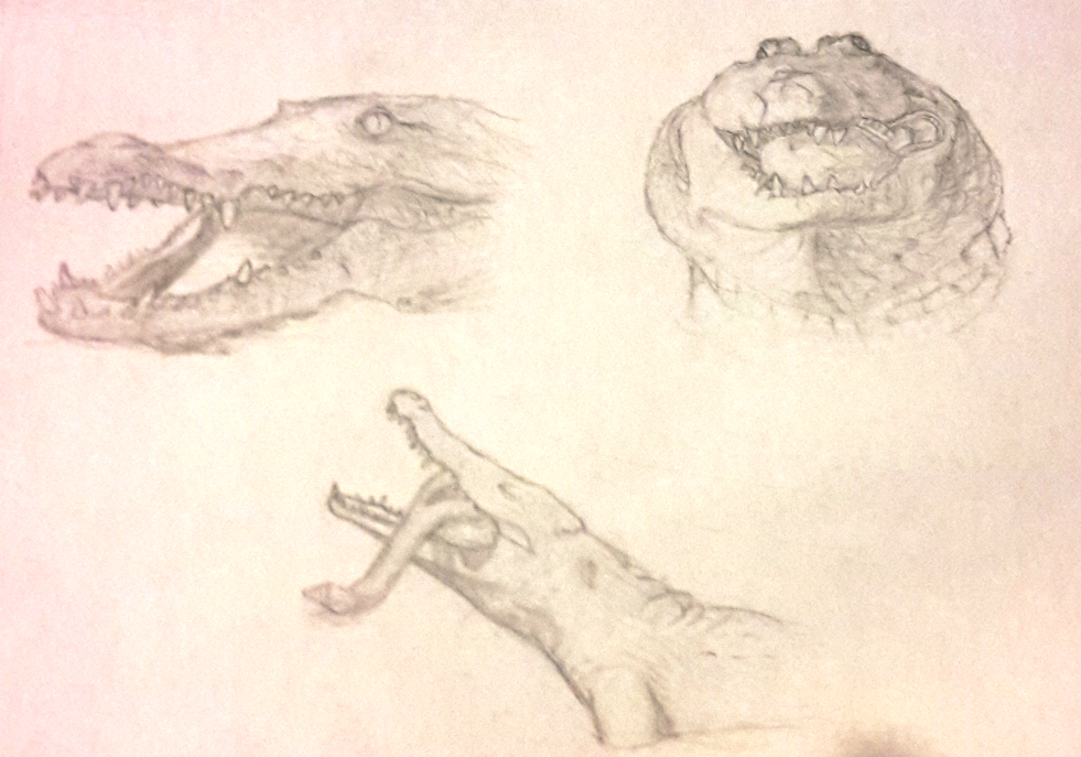 Crocodile-tête-1.jpg