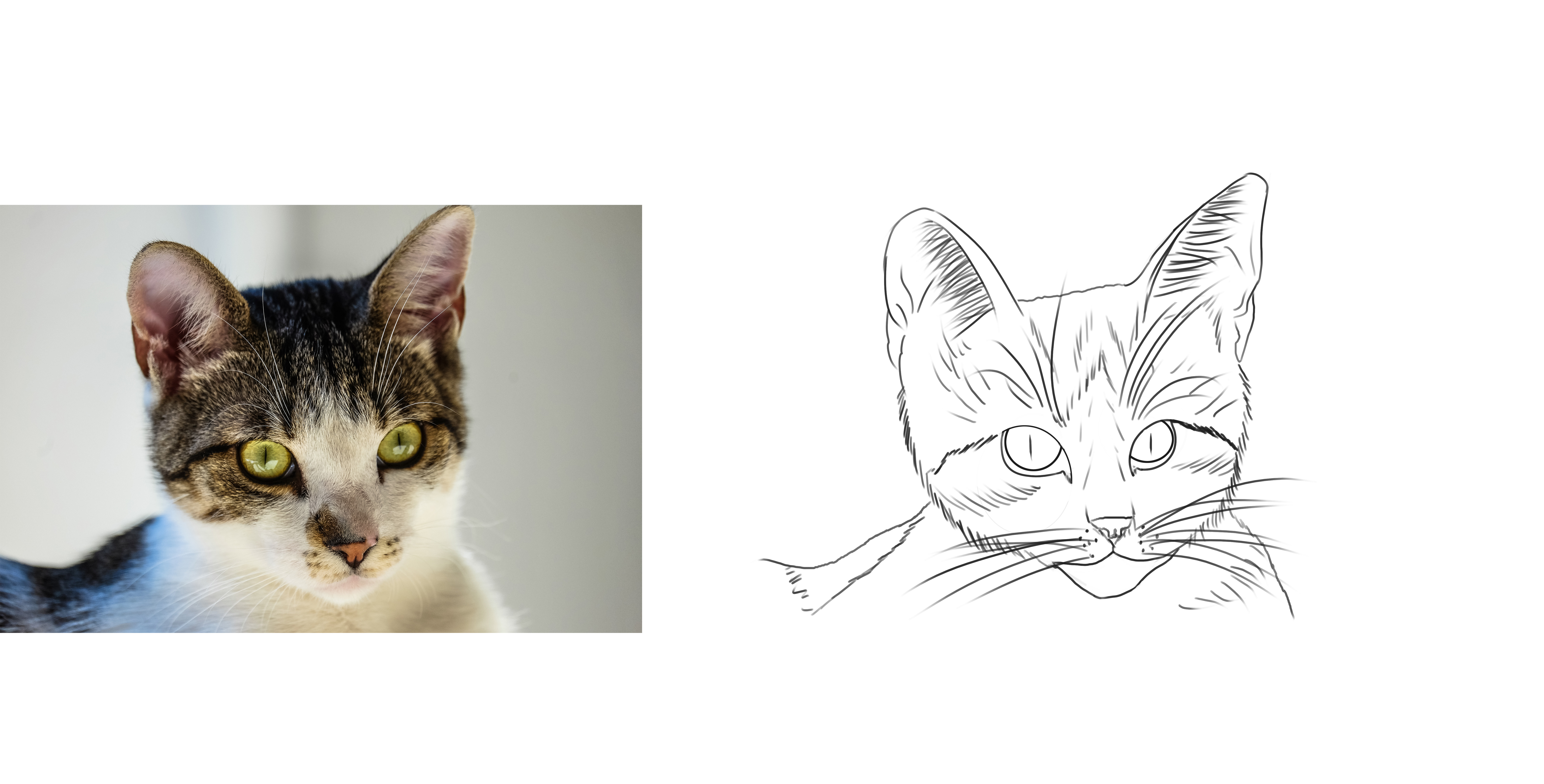 Croquis-5-chat.jpg
