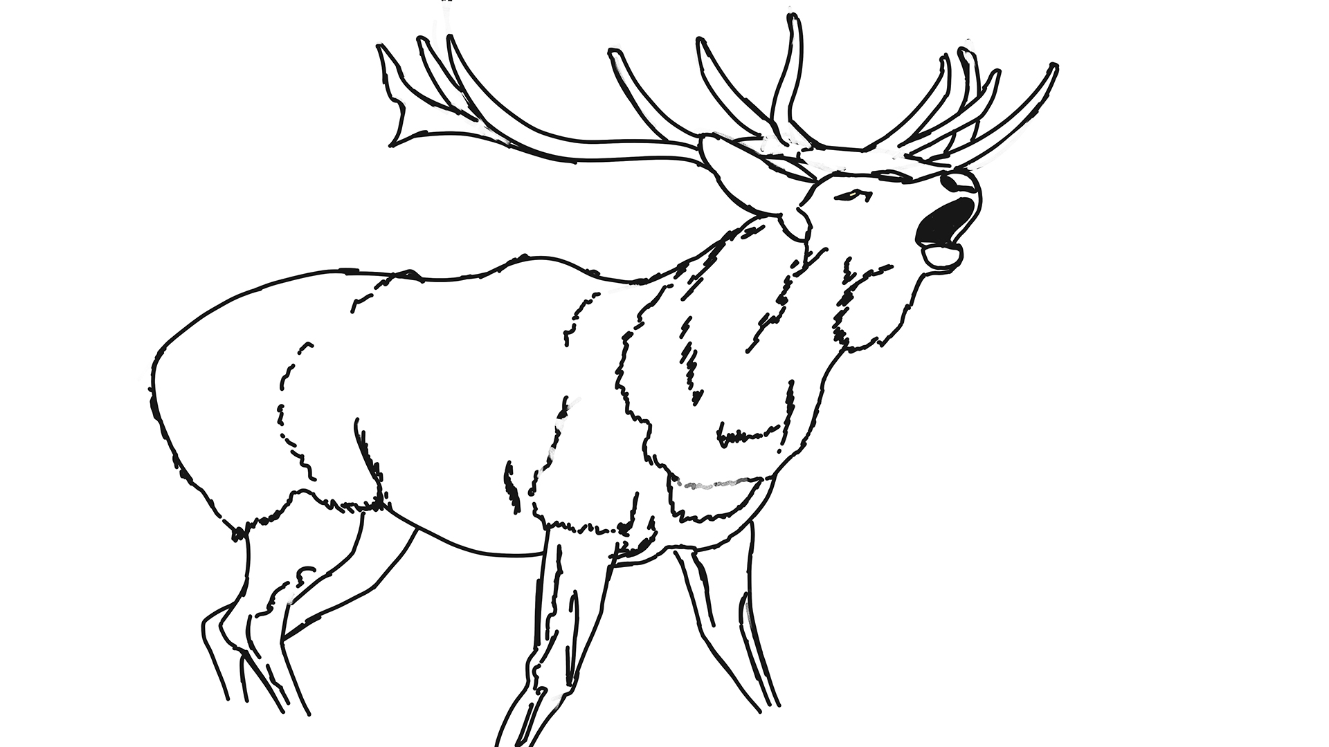 Croquis-cerf.jpg