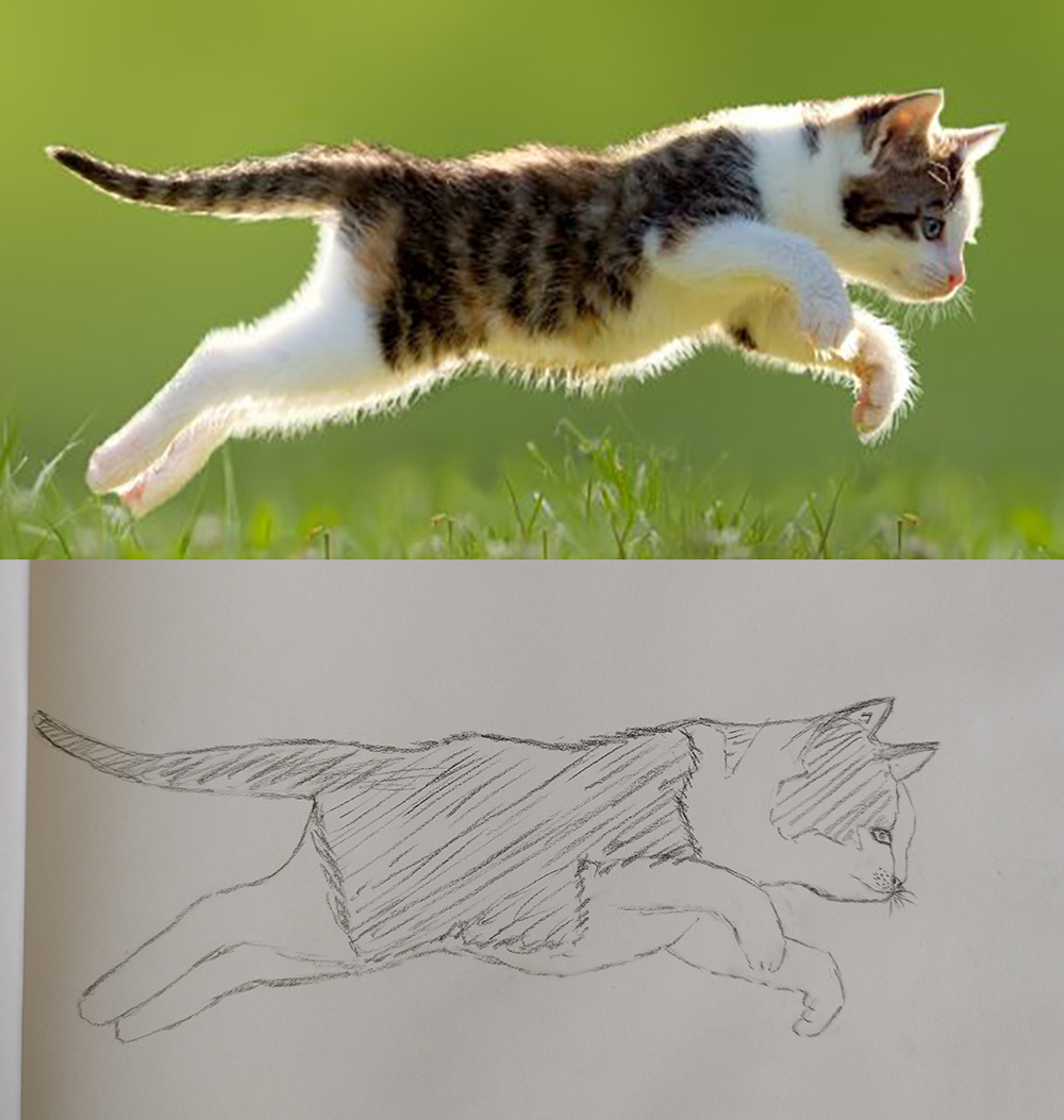 Croquis-chat.jpg