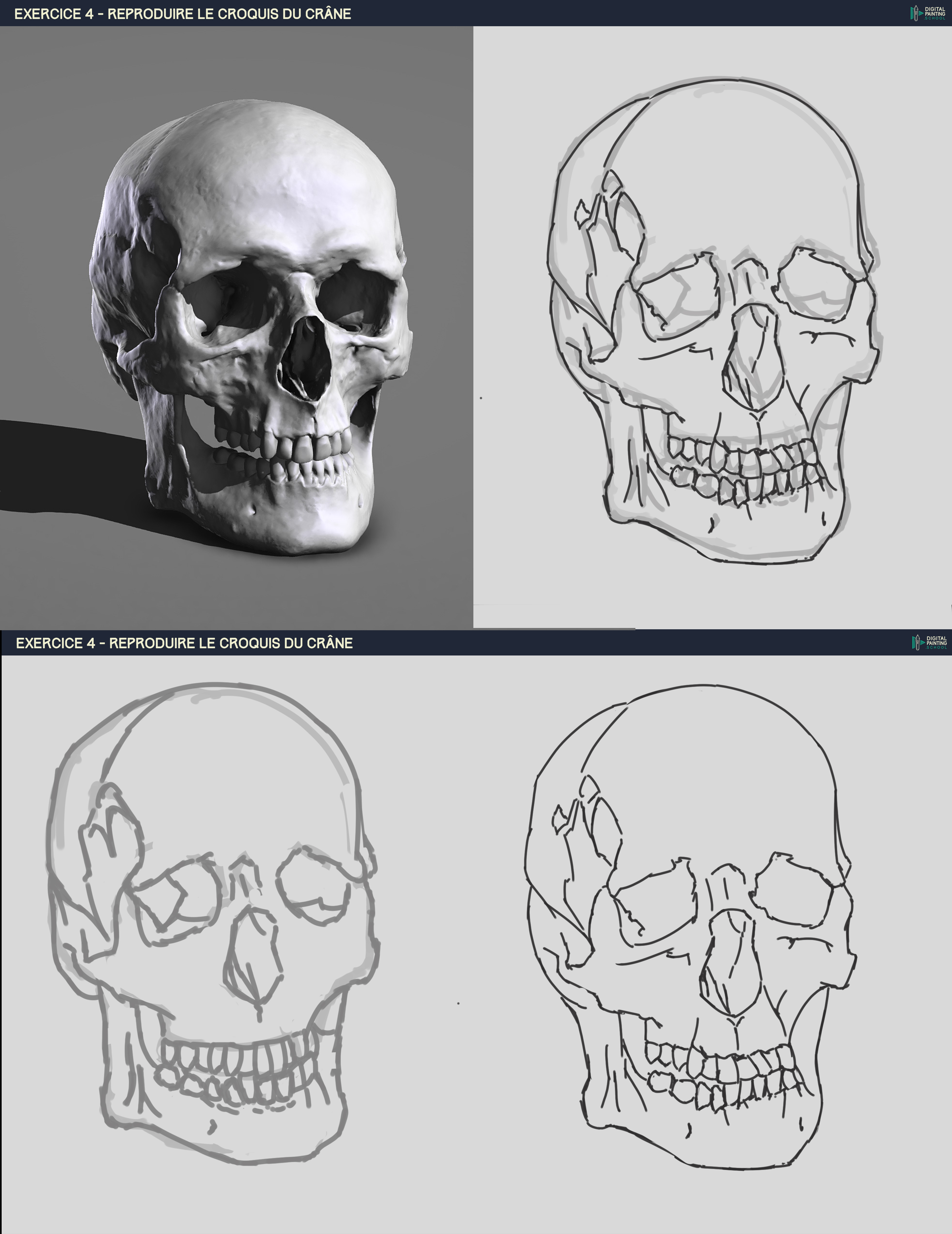 Croquis-crânes-étape-1-2-3.jpg