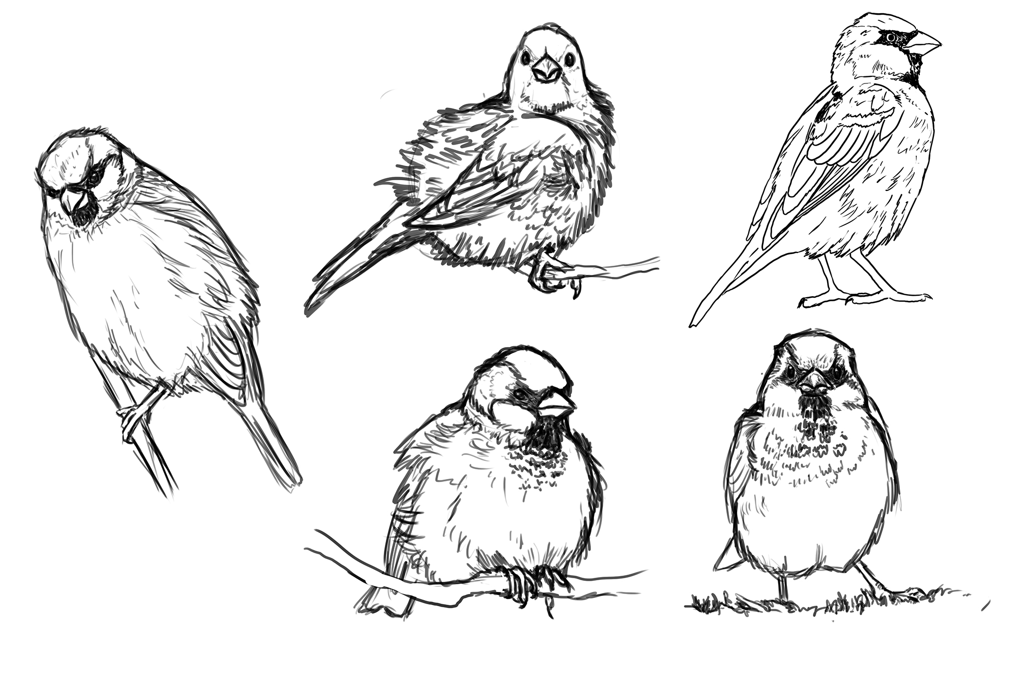 Croquis-moineaux-domestiques.jpg