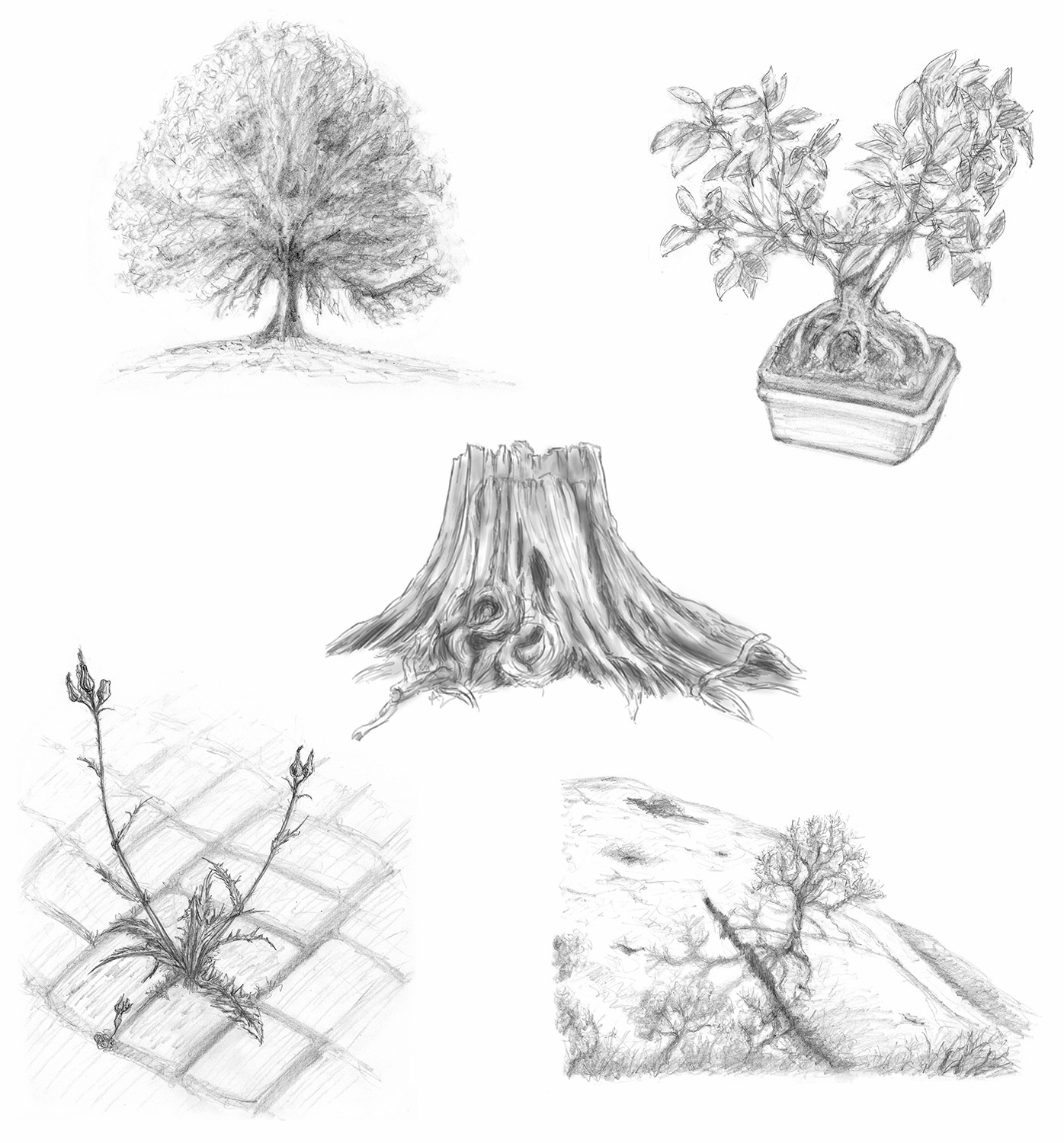 DPS-5-croquis-arbres-1.jpg