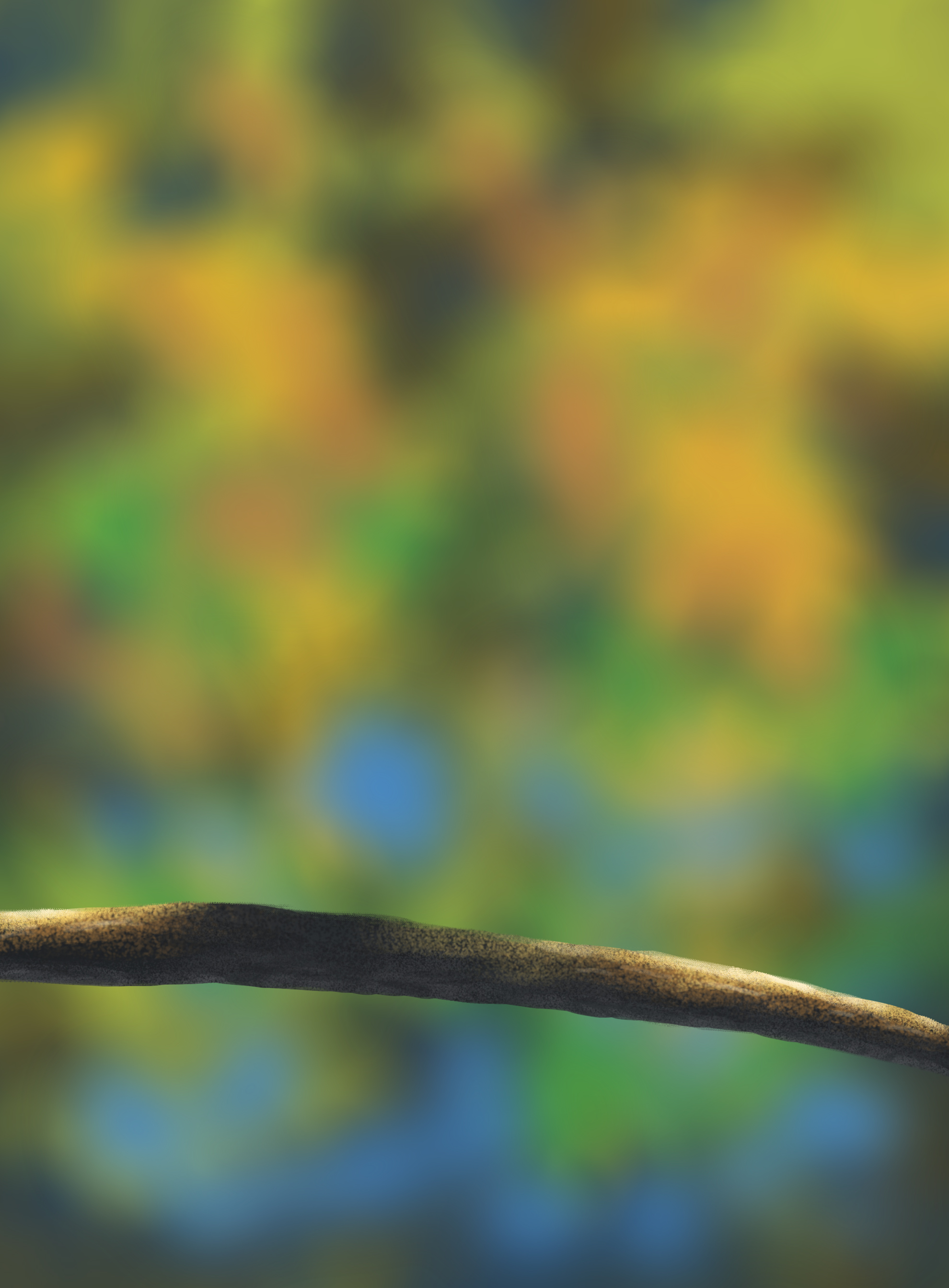 DPS-Prog-1-1-Exercice5-Oiseau-Commenceme