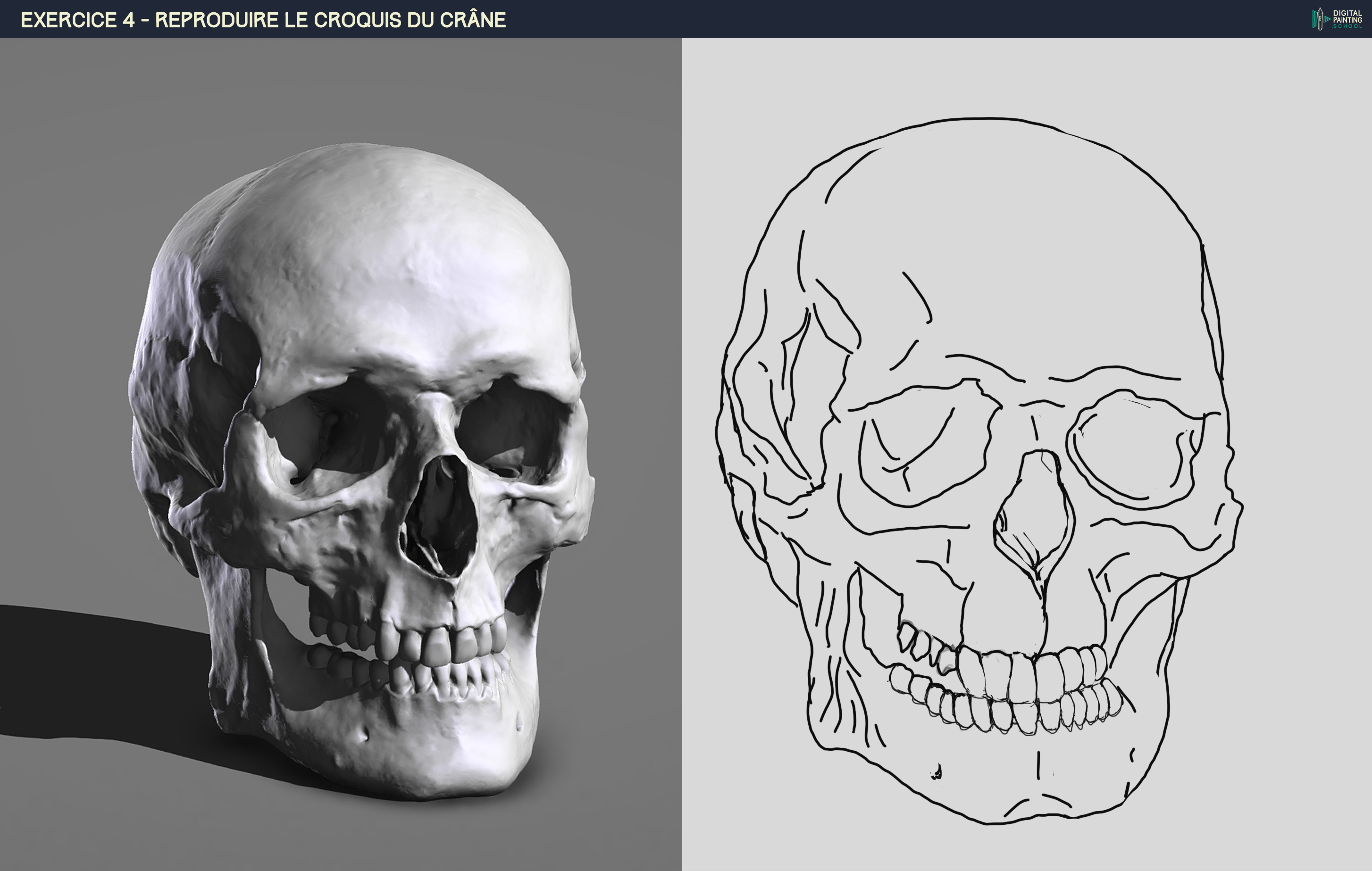 DPS-Prog-1-2-2-démo-crane-croquis-Lau-lo3.png