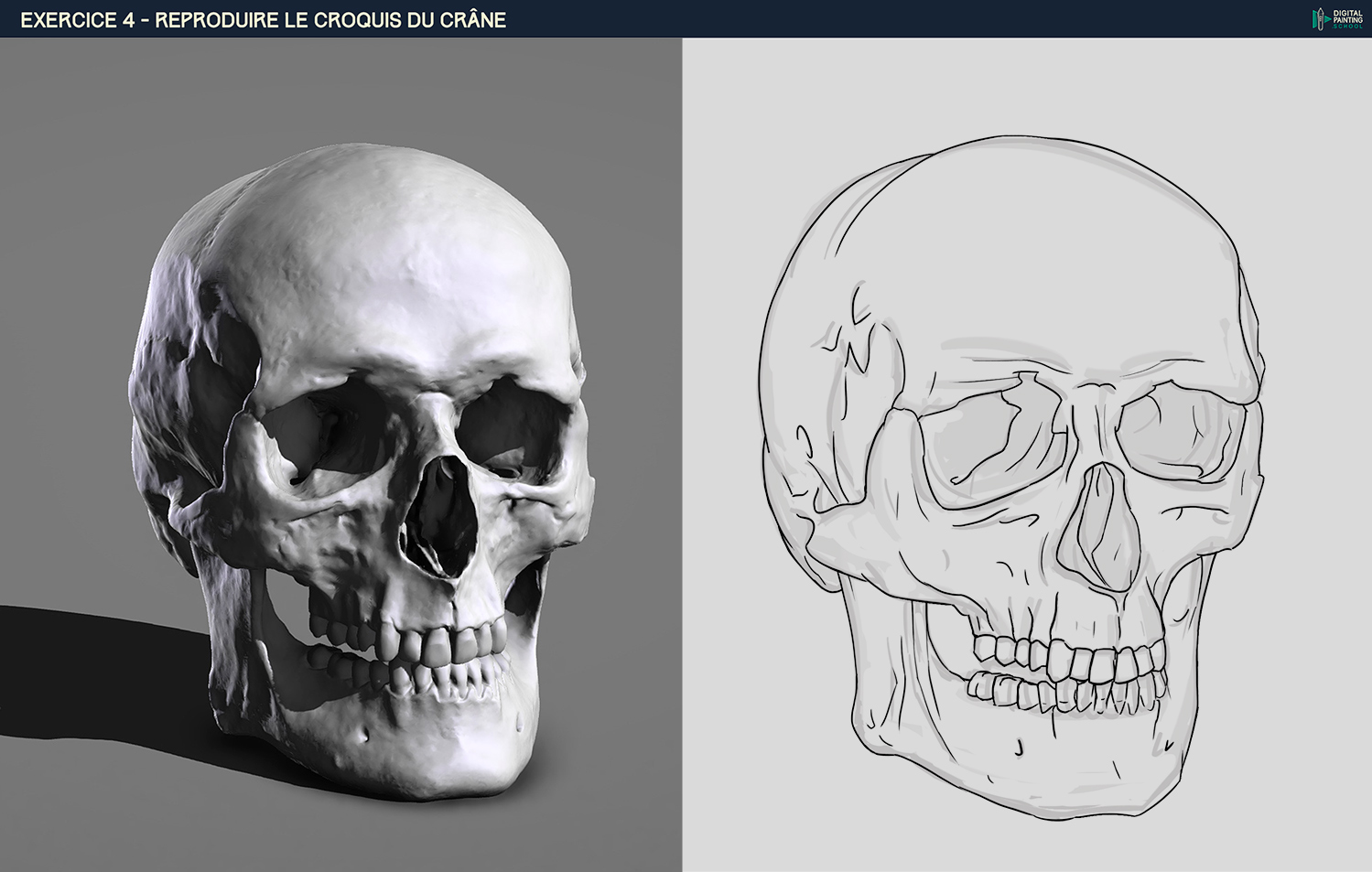 DPS-Prog-1-2-2-dmo-crane-croquis_Bastoch