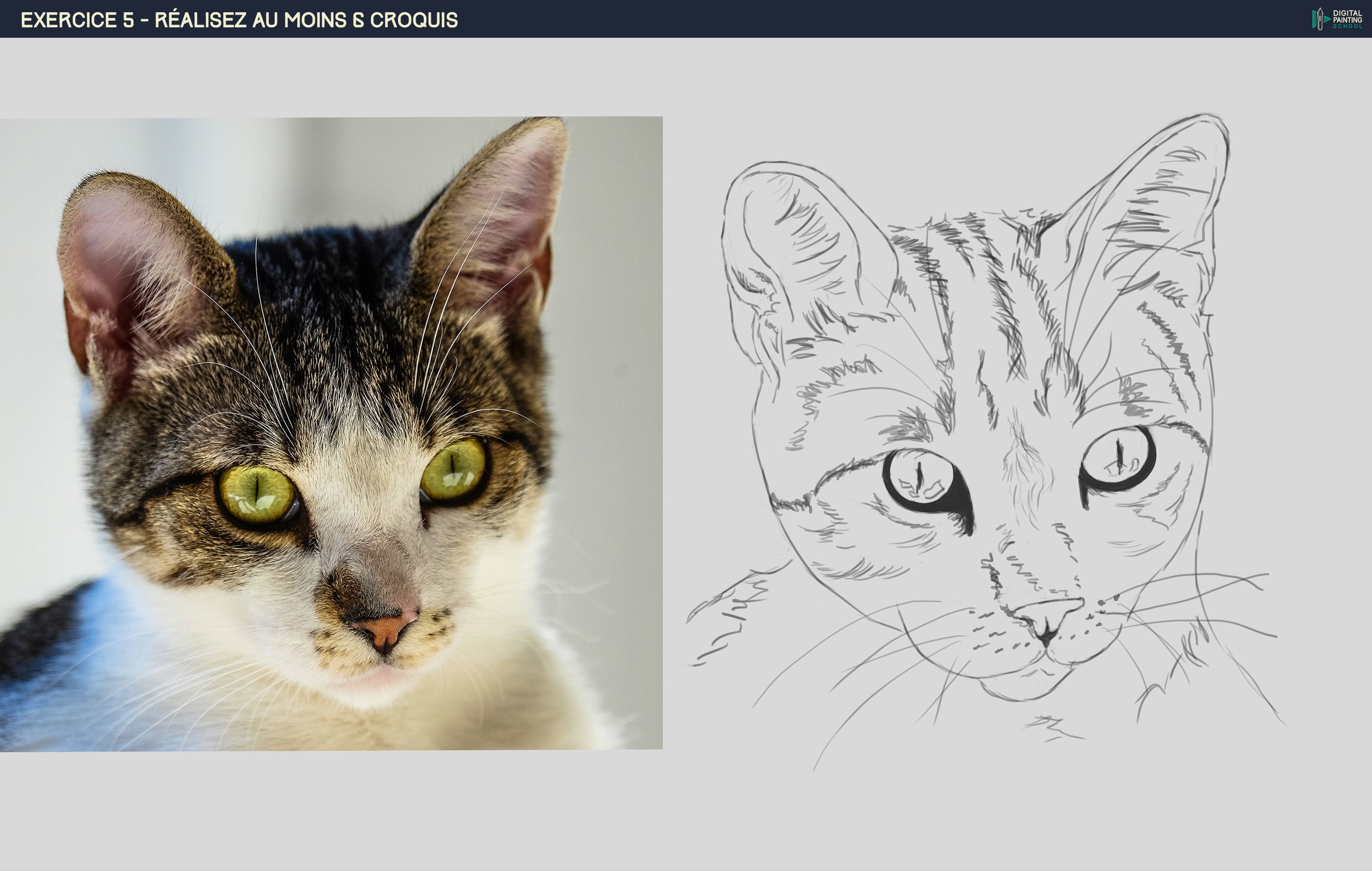 DPS-croquis-chat.jpg