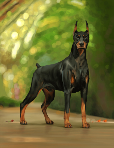 Doberman03.jpg