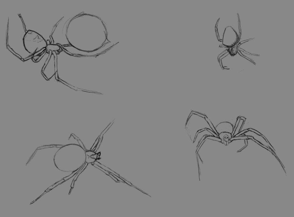 Etude-araignée.jpg