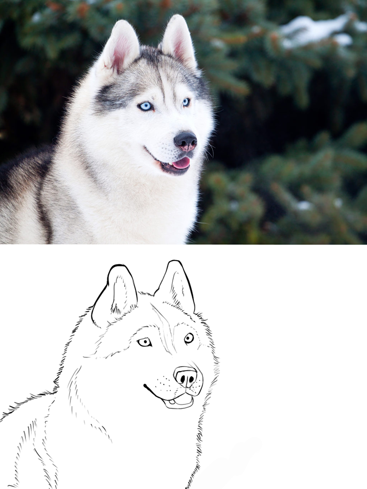 Etude-croquis-husky.png