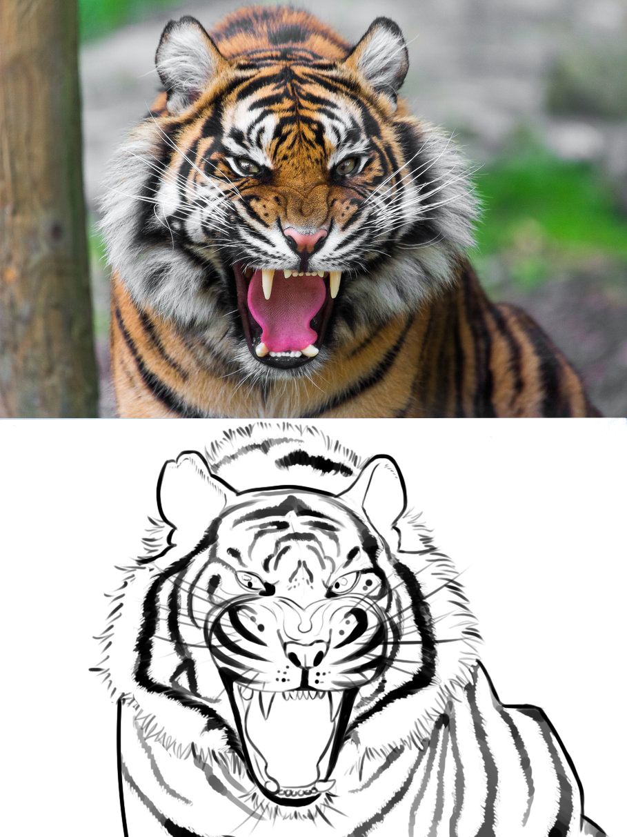 Etude-croquis-tigre.png