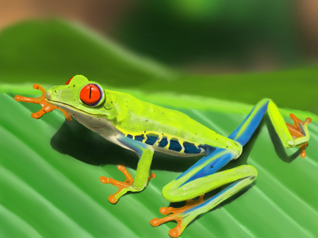 Etude-grenouille-2.jpg