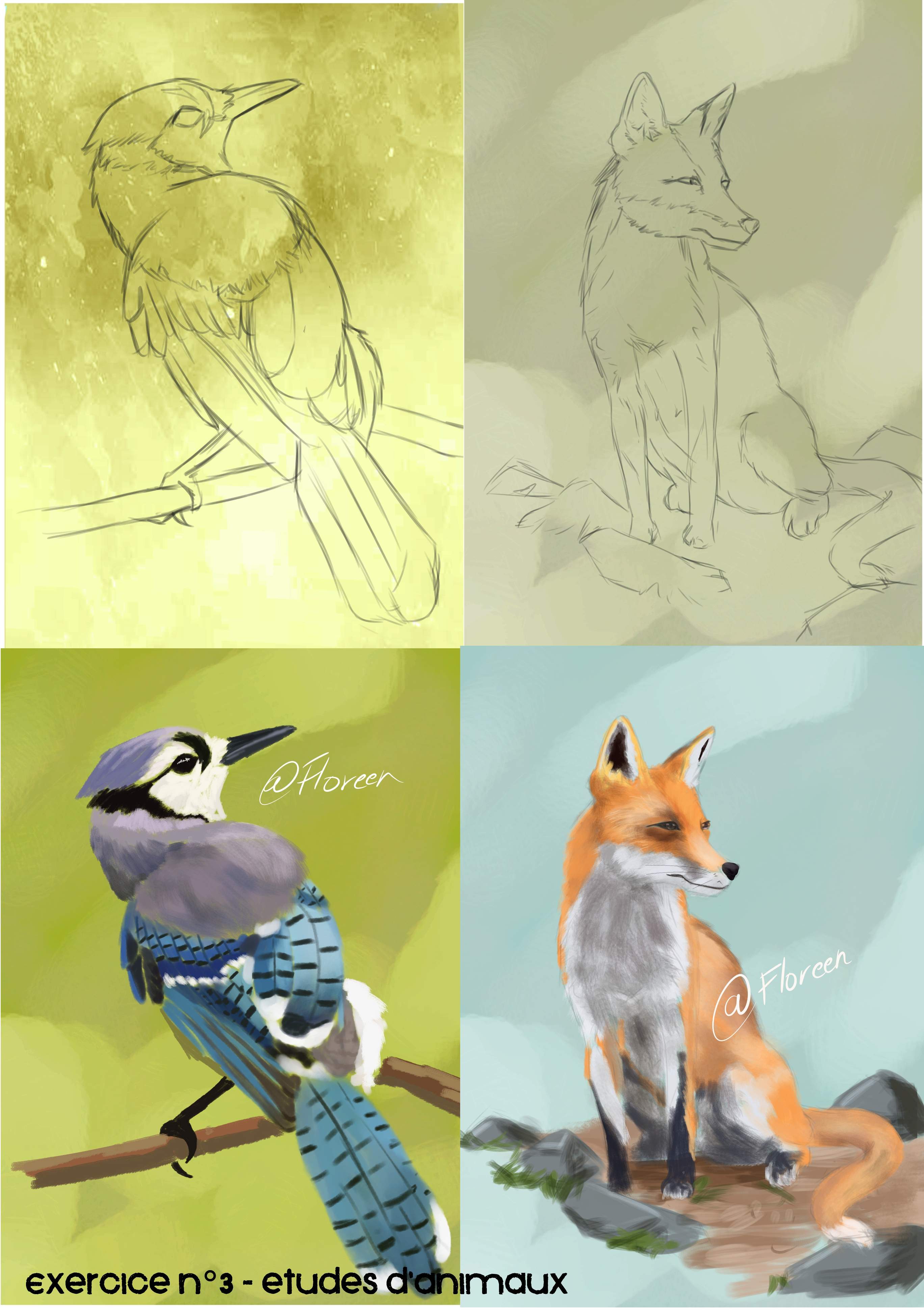 Exercice-n°3-Etudes-danimaux.jpg