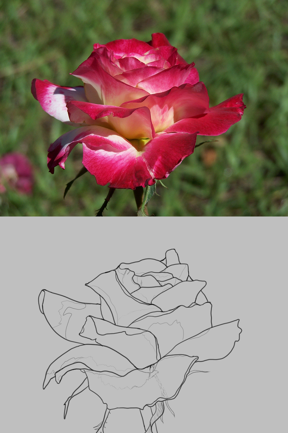 Exo-1croquis-fleur.jpg