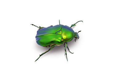 Exo-hebdo-45-insectes1.jpg