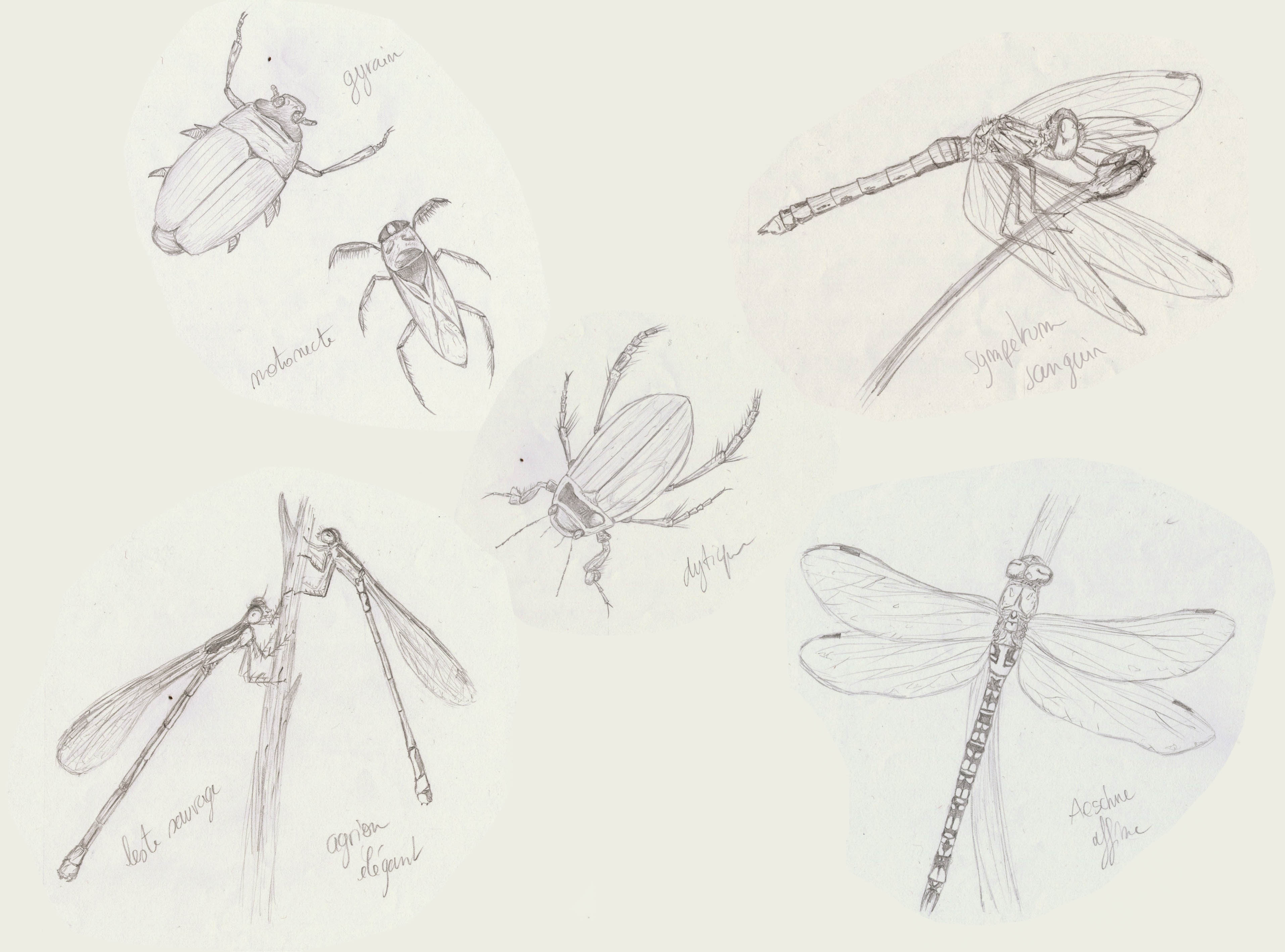 Insectes.jpg