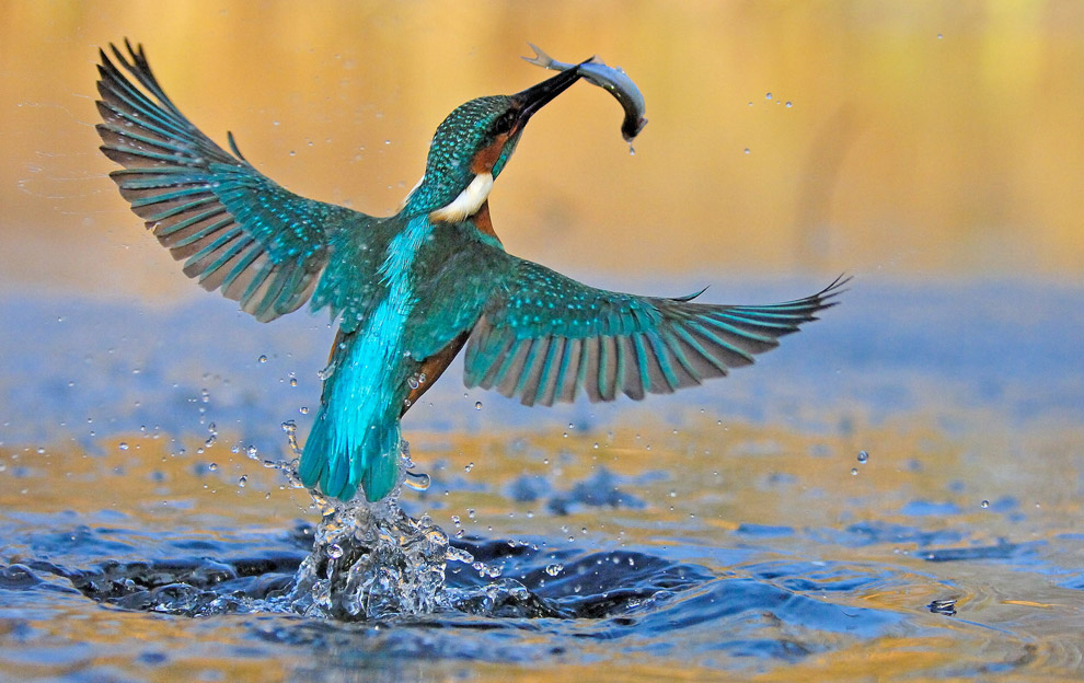 Kingfisher.jpg