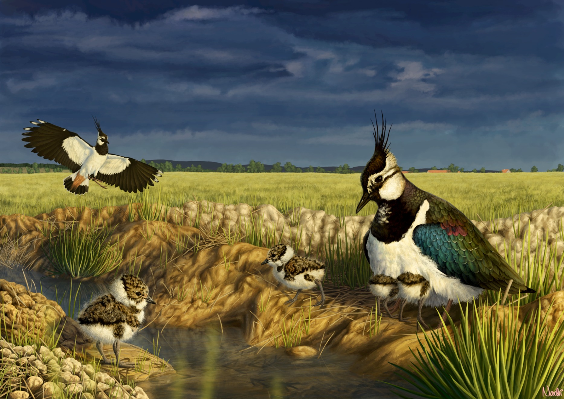 Lapwing_Family.jpg